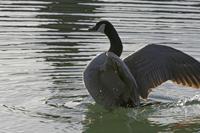 Cjp_2010_03_30_165434 (1).jpg